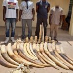 Togo – Quatre trafiquants arrêtés avec plus de cent-soixante kilogrammes de défenses d’éléphants et déposés